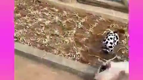 Cutest_baby_animals_Videos_Compilation_Cute_moment_of_the_Animals_-_Cutest_Animals_#shorts(360p).mp4