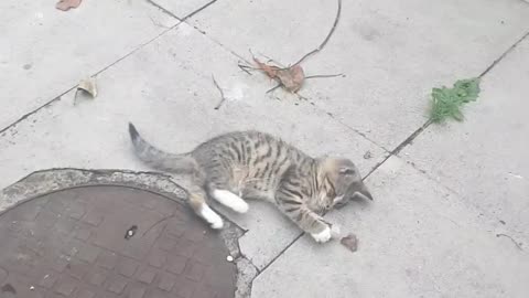 My tiger kitty playing with leafs🥰😻😻