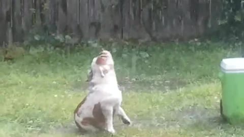 Bulldog Loves a Storm