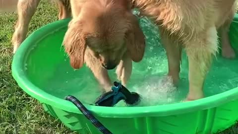 Two dogs playing with water