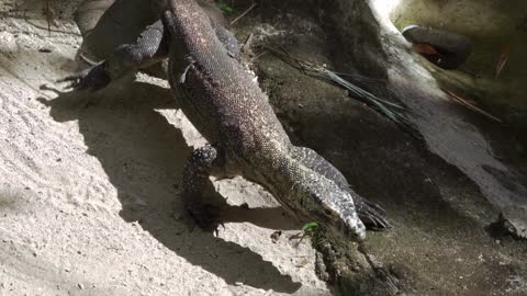 Monitor Lizard in Its Habitat looking horrible