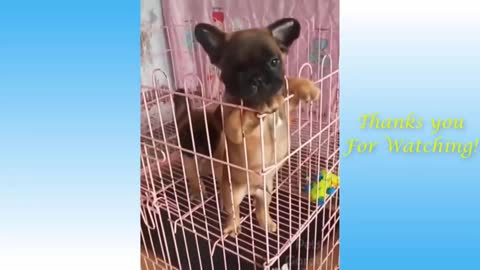 Very funny pets video