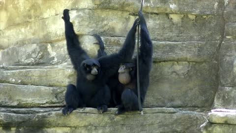 Cute Gibbons Having Fun and Playing