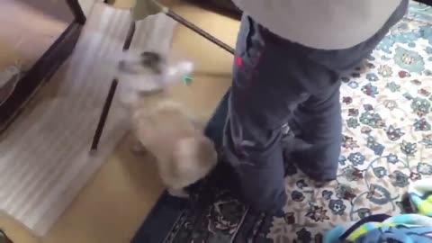 Dog Barking sound >> Funny Dog