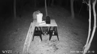 Couple raccoons at the feeder summer 2021