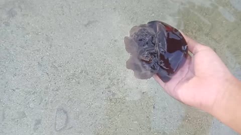 ANOTHER KIND OF JELLYFISH in the Philippines
