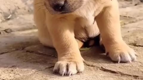 Very very cute puppy