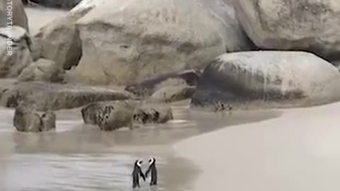 Incredible two penguins holding flippers