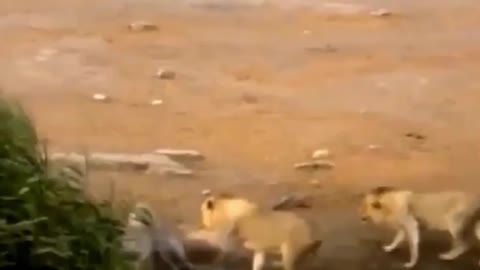 Young male lions trap a rhino in a watering hole