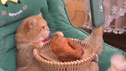 Chicken vs cat