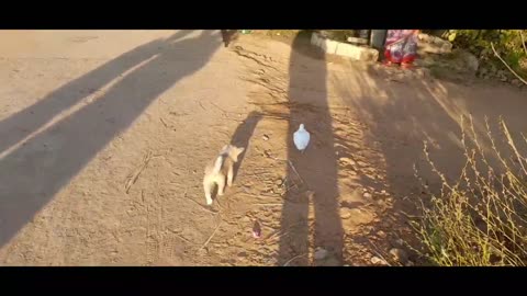 Funny Puppy Video Creative