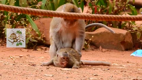 Monkey super mating fight