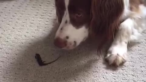 Brown and white dog grabs lizard and runs away with it