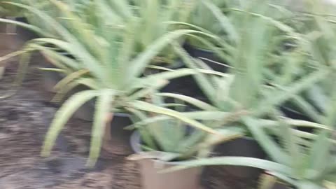 Aloes