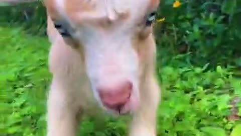 My Cute white baby goats pets grazing in my yard.