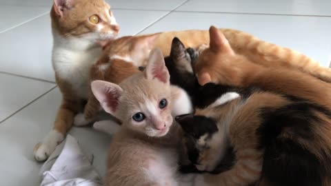Five cute kittens rescued from the streets