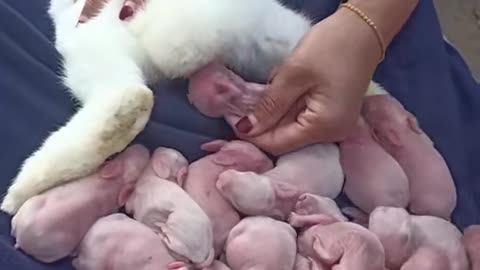 cute Rabbit having birth