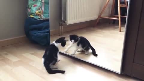 Cute cat and mirror