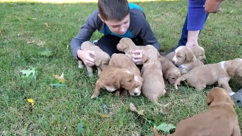 Bella's Fourth Litter of Goldendoodle Puppies