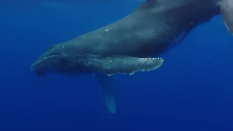 Absolutely amazing encounter with a baby humpback whale!