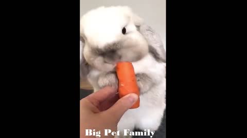 So Cute Bunny Rabbit - Cute And Funny Rabbits Videos Compilation 2022