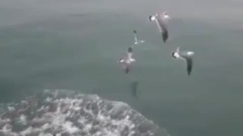 Seagulls flying to eat snacks
