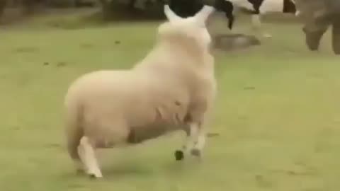 Happiest Sheep