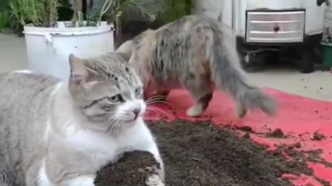 Funny videos Cat&dog