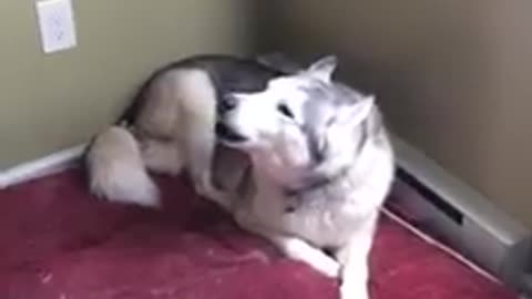 Extremely Stubborn Husky Throws epic temper Tantrum
