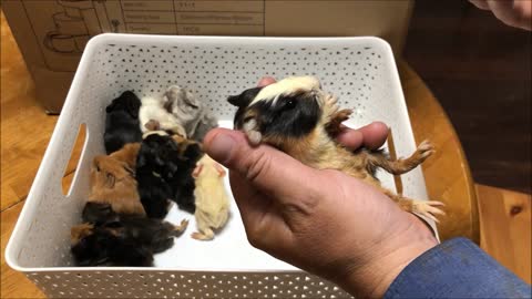 Hungry Baby Guinea Pigs