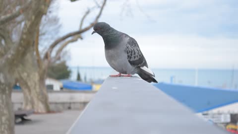 Pigeon sitting on a fence