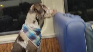 Dog Riding the Train Like a Human