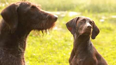 Couple Pointing dogs for hunting waterfowl