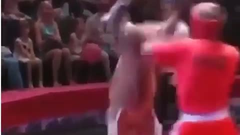 The boxing kangaroo