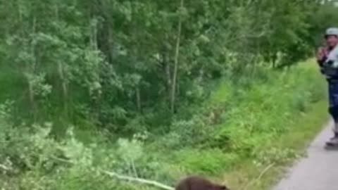 Beaver casually crosses path with gigantic branch