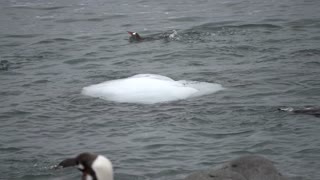 Penguins Can't Land on Slipper Iceberg