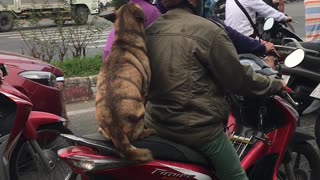 Doggo on a Red Bike