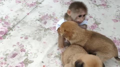Monkey Puppy Baby _
