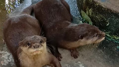 super cute otter friends