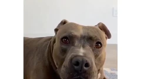 Dog knows his faces