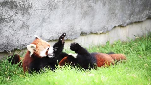 Red Pandas Fighting 😯