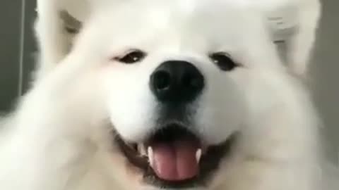 Dancing Ears | Cute Samoyed Doge | funny pet | funny dog