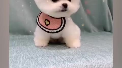 Cute dog 🐕 and hairstyle and hair cut