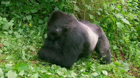 Wild Gorilla Fight | Gorilla Family and Me | BBC Earth