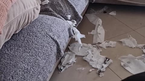 Returning Home to Find a Dog-Created Disaster