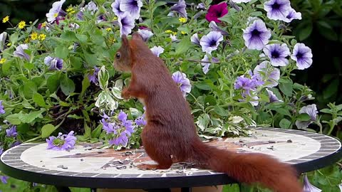 squirrel eating food #SHORT #squirel
