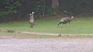 Stalking the Three Turkeys