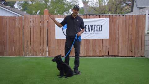 Dog Training Fundamentals