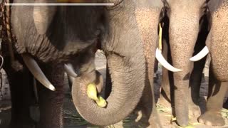 Tailandia celebra el Día Nacional del Elefante