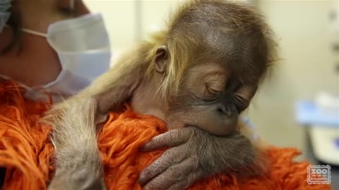 Caring for a newborn orangutan baby
